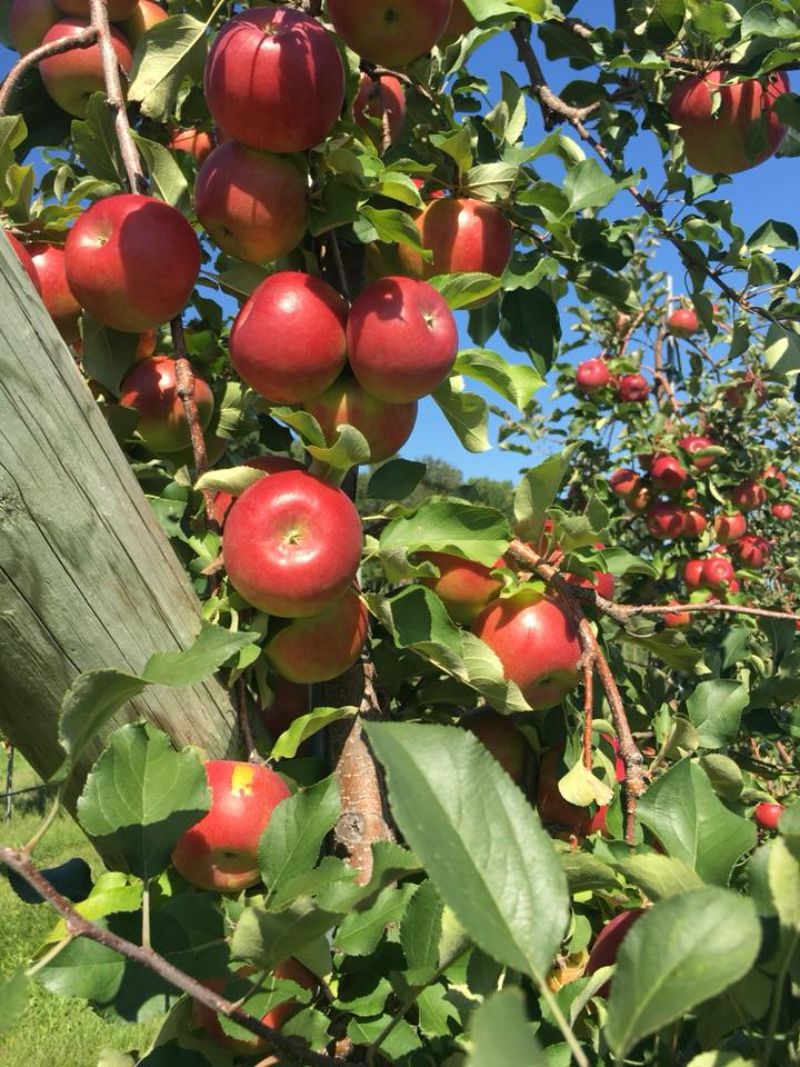 apple orchard minnesota
