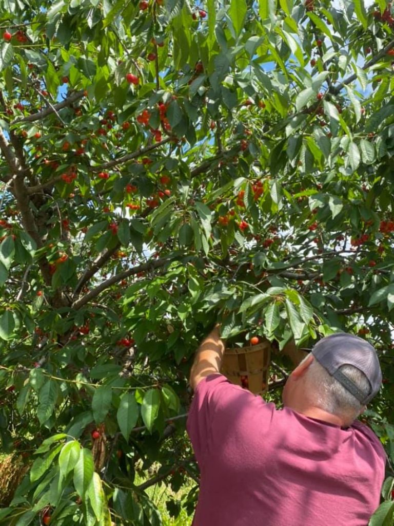6 Amazing Places for Cherry Picking New Jersey Days Out On The Farm