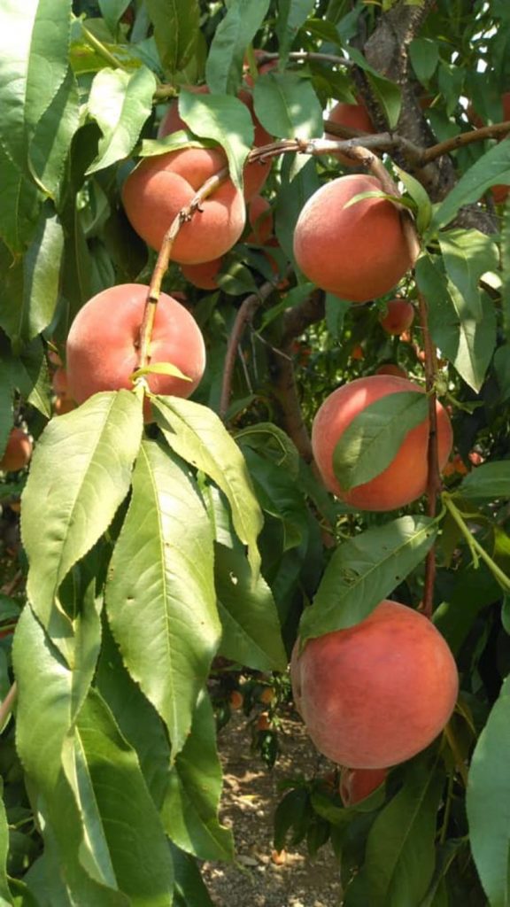 11 Top Spots for Peach Picking New Jersey Fruit Picking Farms Near Me