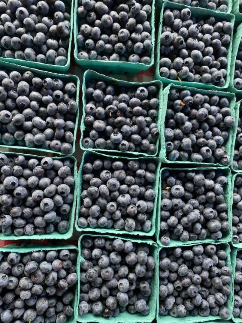 21 Best Fruit Picking Farms In New Jersey Fruit Picking Farms Near Me