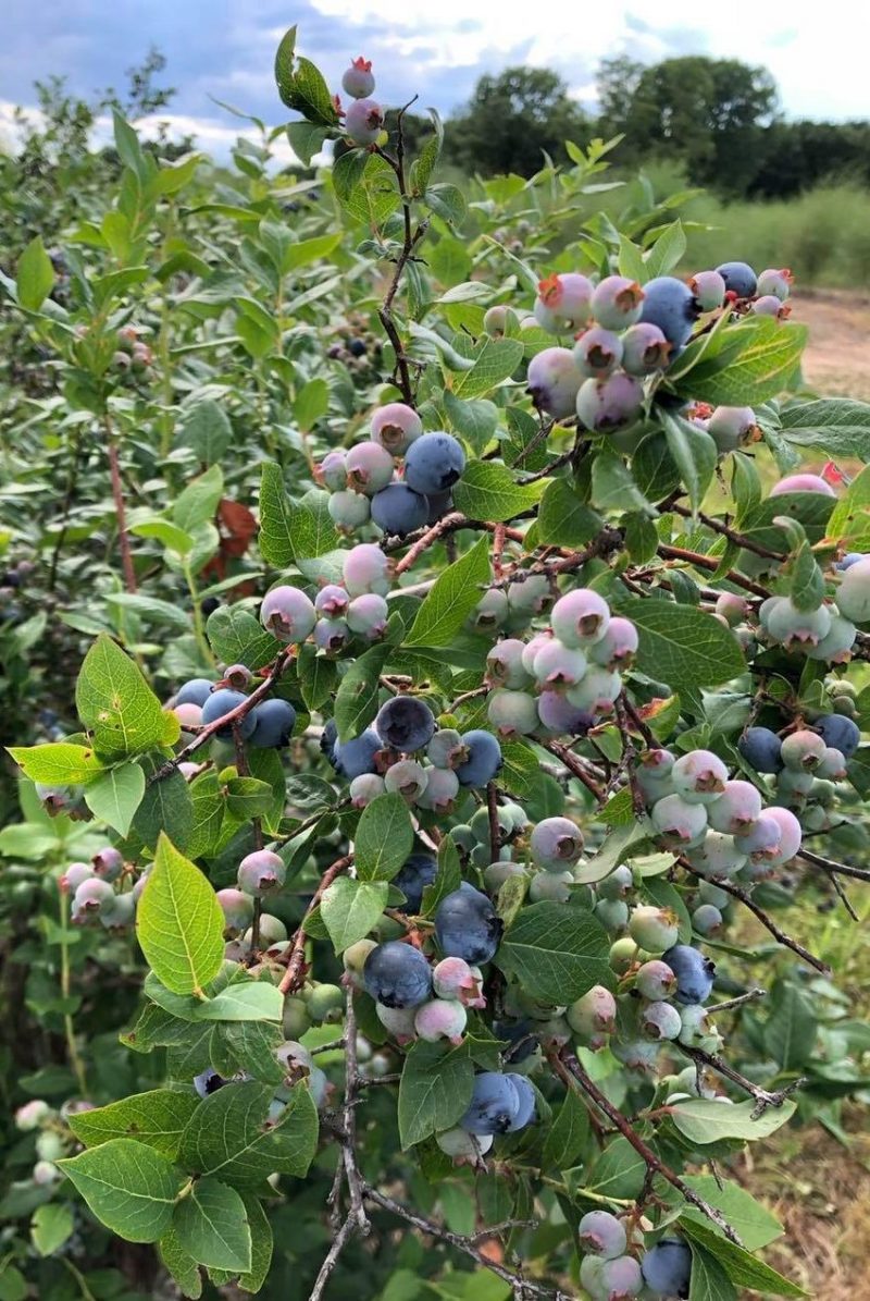 blueberry picking illinois