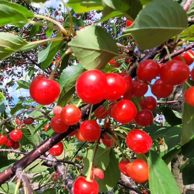 cherry picking illinois