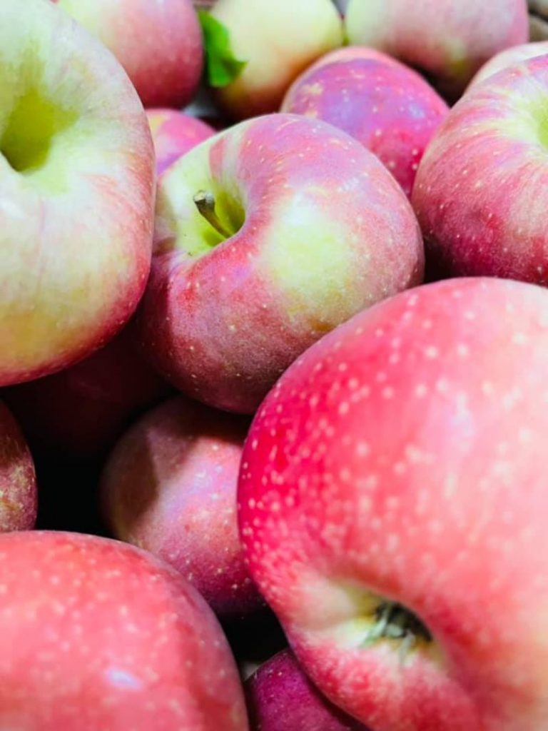 50+ Places for the Best Apple Picking Near Me 2022 Fruit Picking