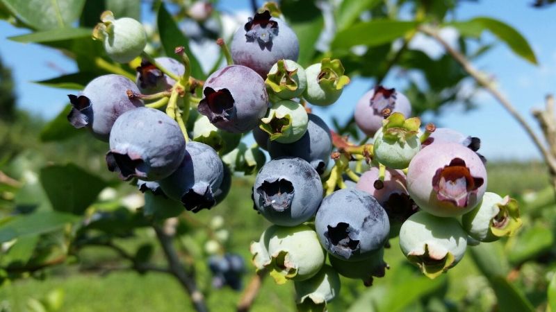 upick blueberries illinois