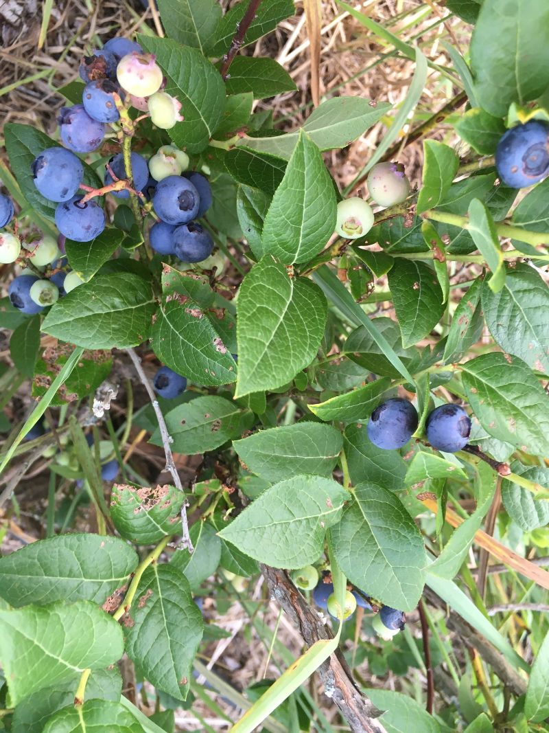 upick blueberries minnesota