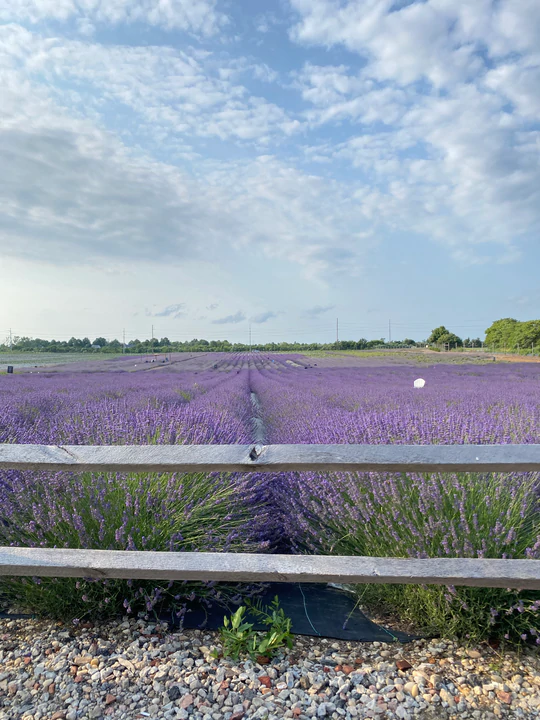 lavender fields long island