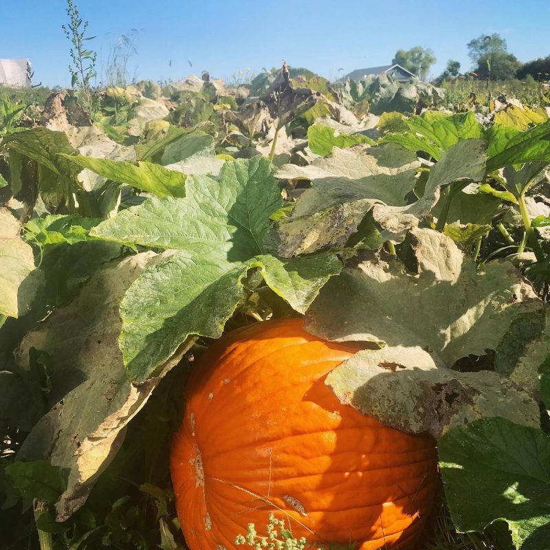 Pumpkin picking nearby