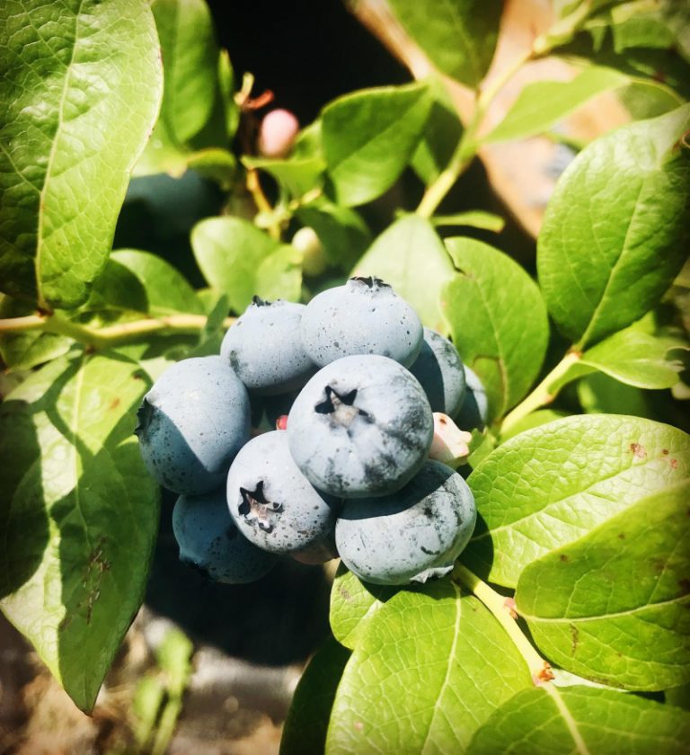 8 Places for the Best Blueberry Picking Minnesota Days Out On The Farm