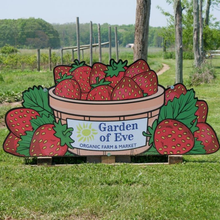 7 Places for the Best Strawberry Picking Long Island Days Out On The Farm