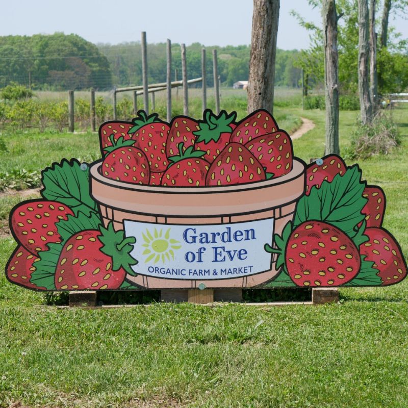 upick strawberries long island