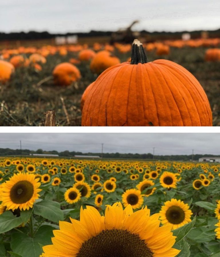 6 Places for the Best Sunflower Field Long Island Days Out On The Farm