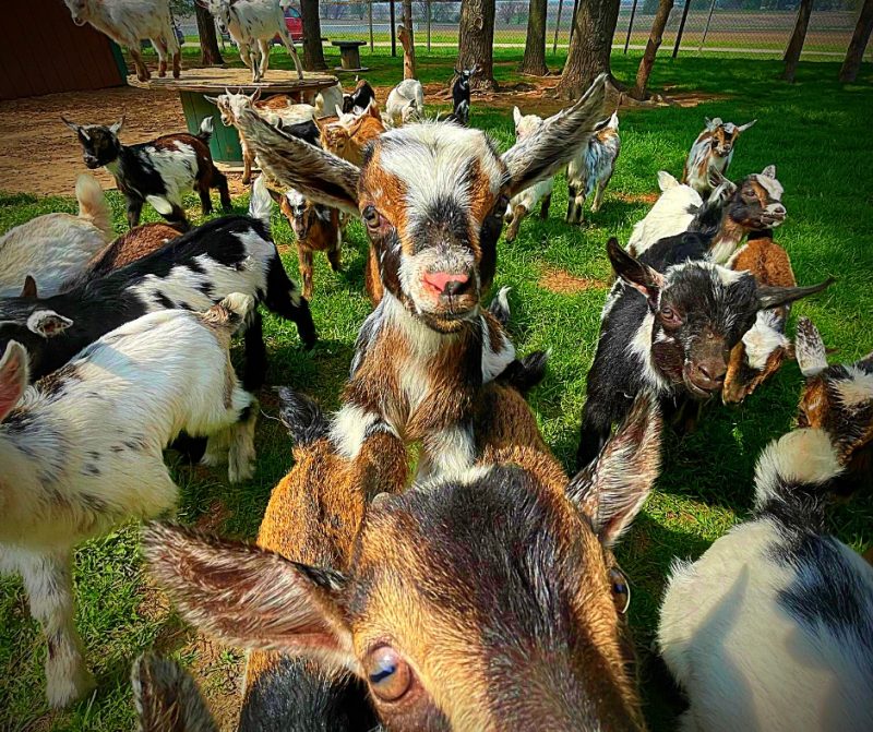 5 Places for the Best Petting Zoo Illinois - Fruit Picking Farms Near Me