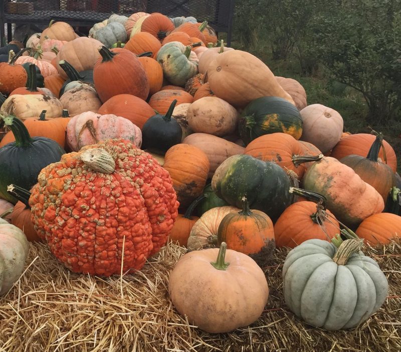 pumpkin picking illinois