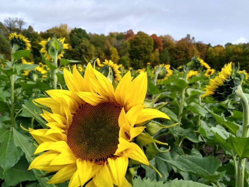 sunflower fields near me