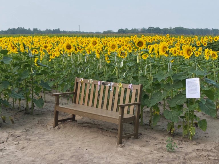 55 Places to Visit a Sunflower Field Near Me Days Out On The Farm
