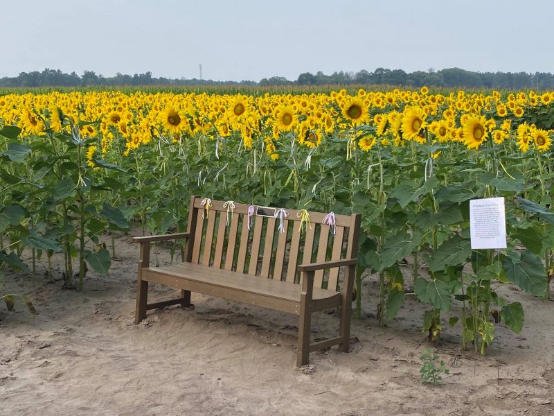sunflower fields nearby