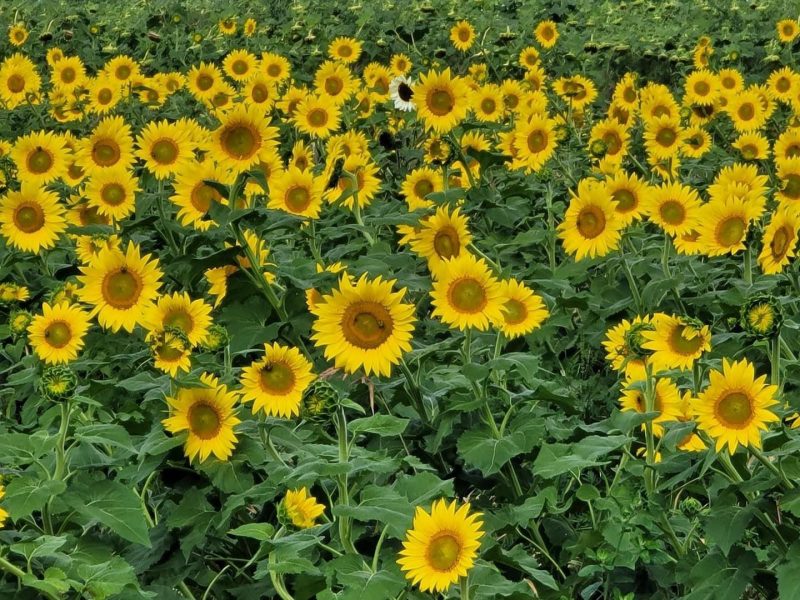 sunflower maze long island