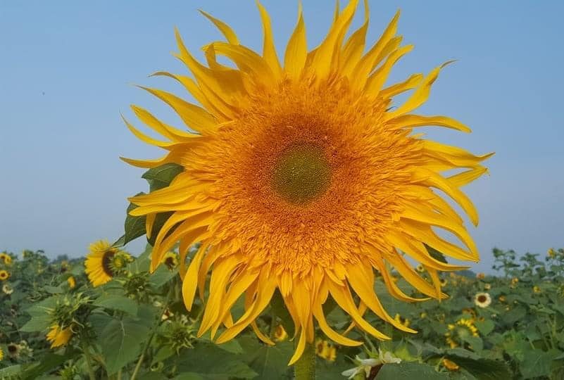 sunflowers illinois