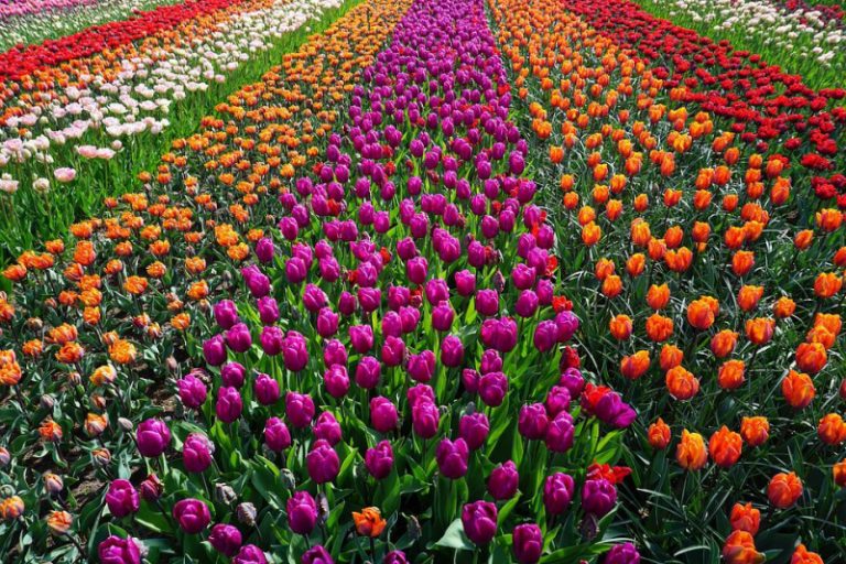 7 Stunning Tulip Farms Near Me Days Out On The Farm