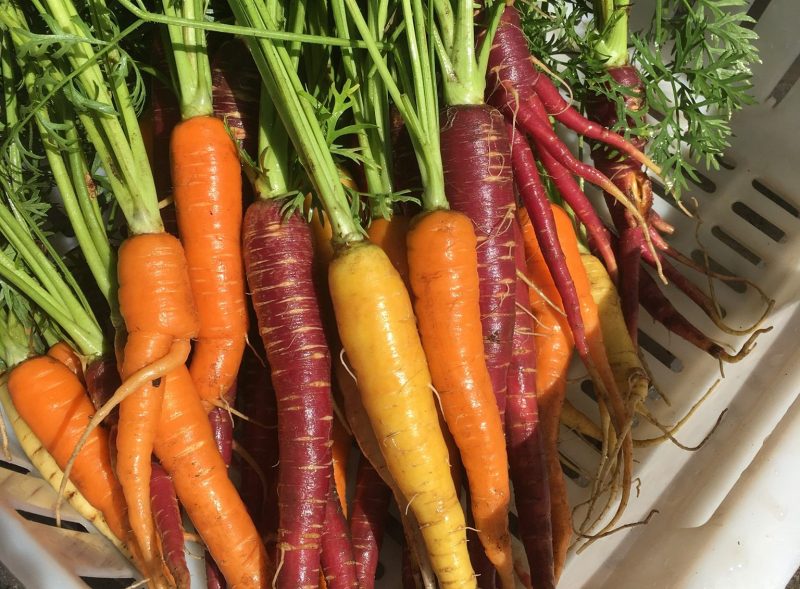 10 Places For The Best Vegetable Picking Near Me Fruit Picking Farms 