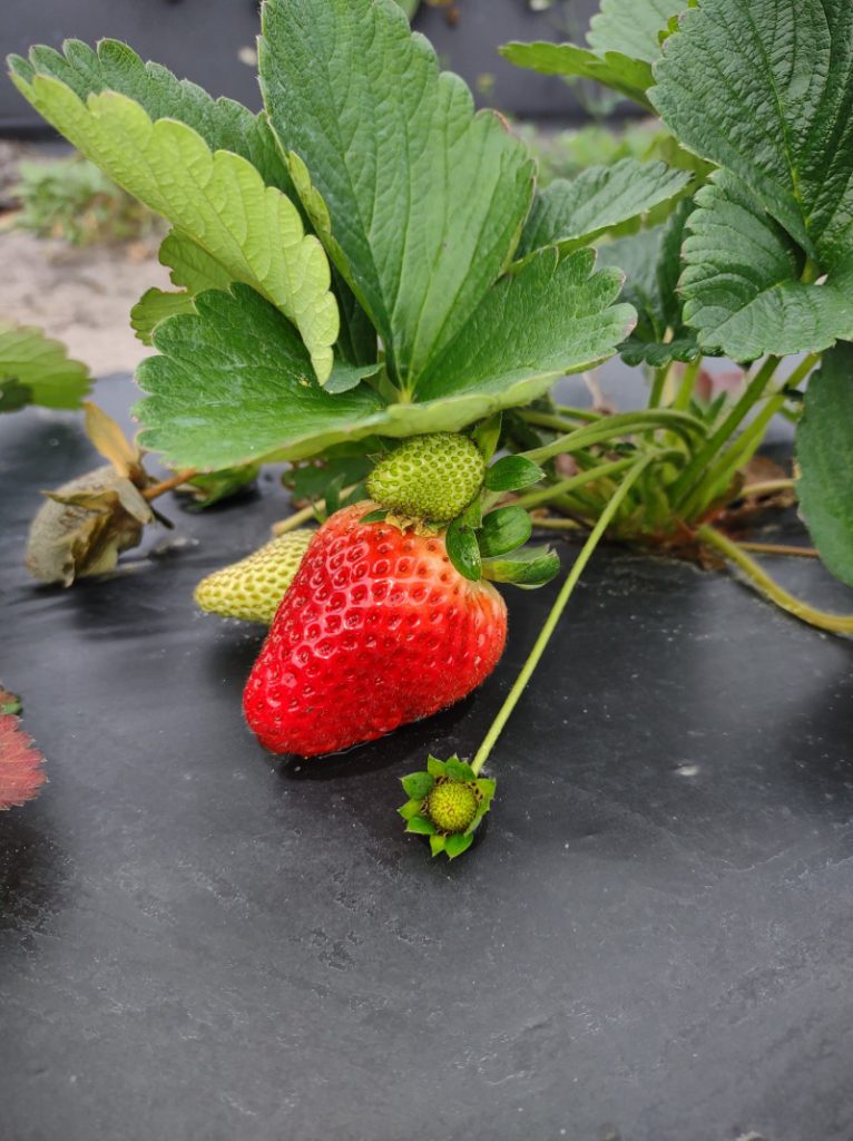 orlando strawberry picking