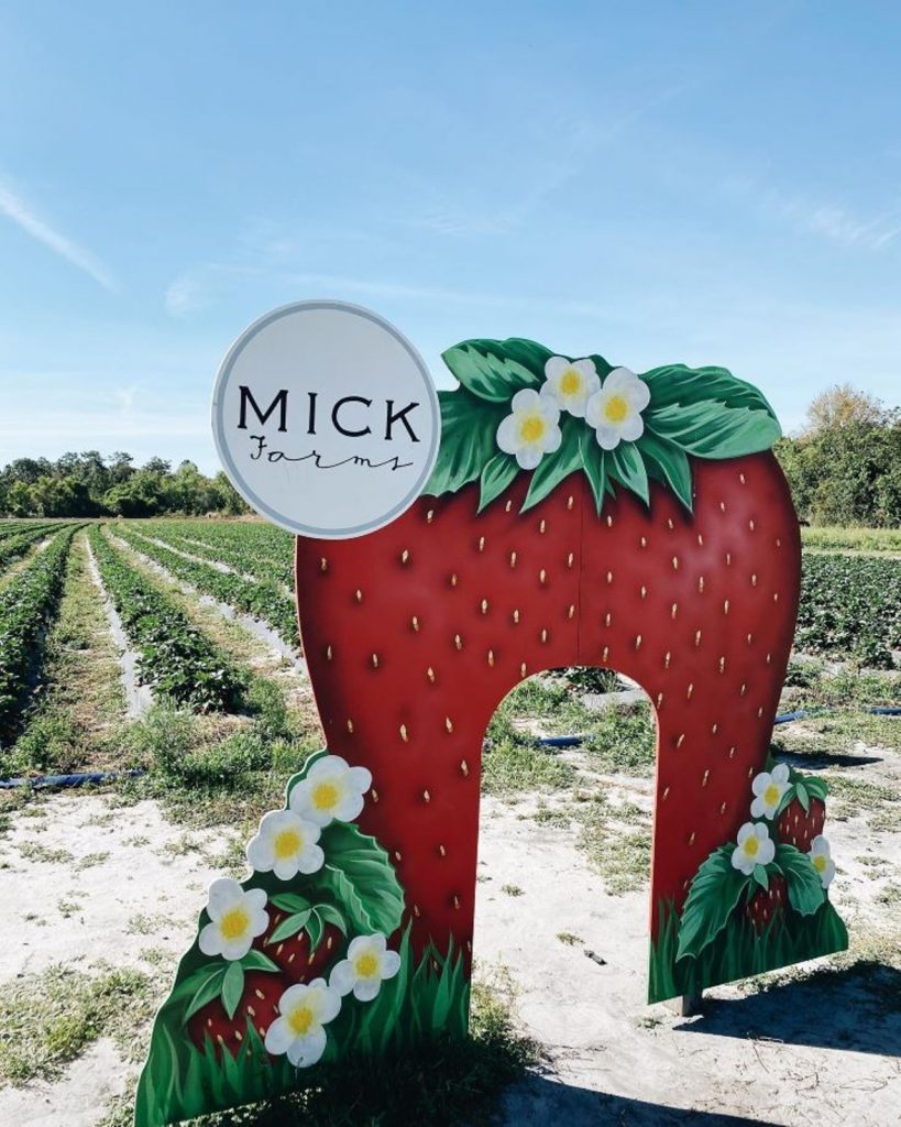 8 Places for the Best Strawberry Picking in Orlando Fruit Picking