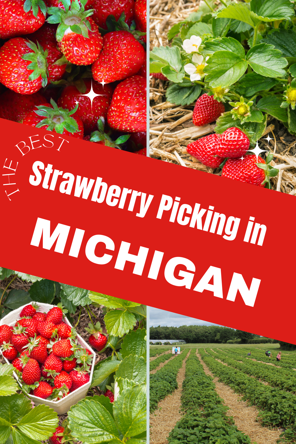 strawberry picking in Michigan