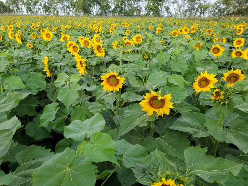 sunflower field mn