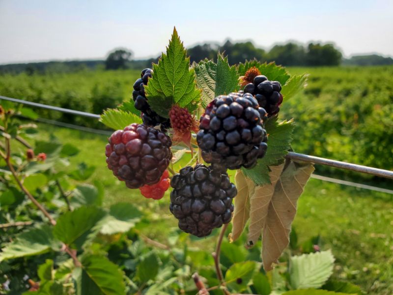 upick blackberries minnesota