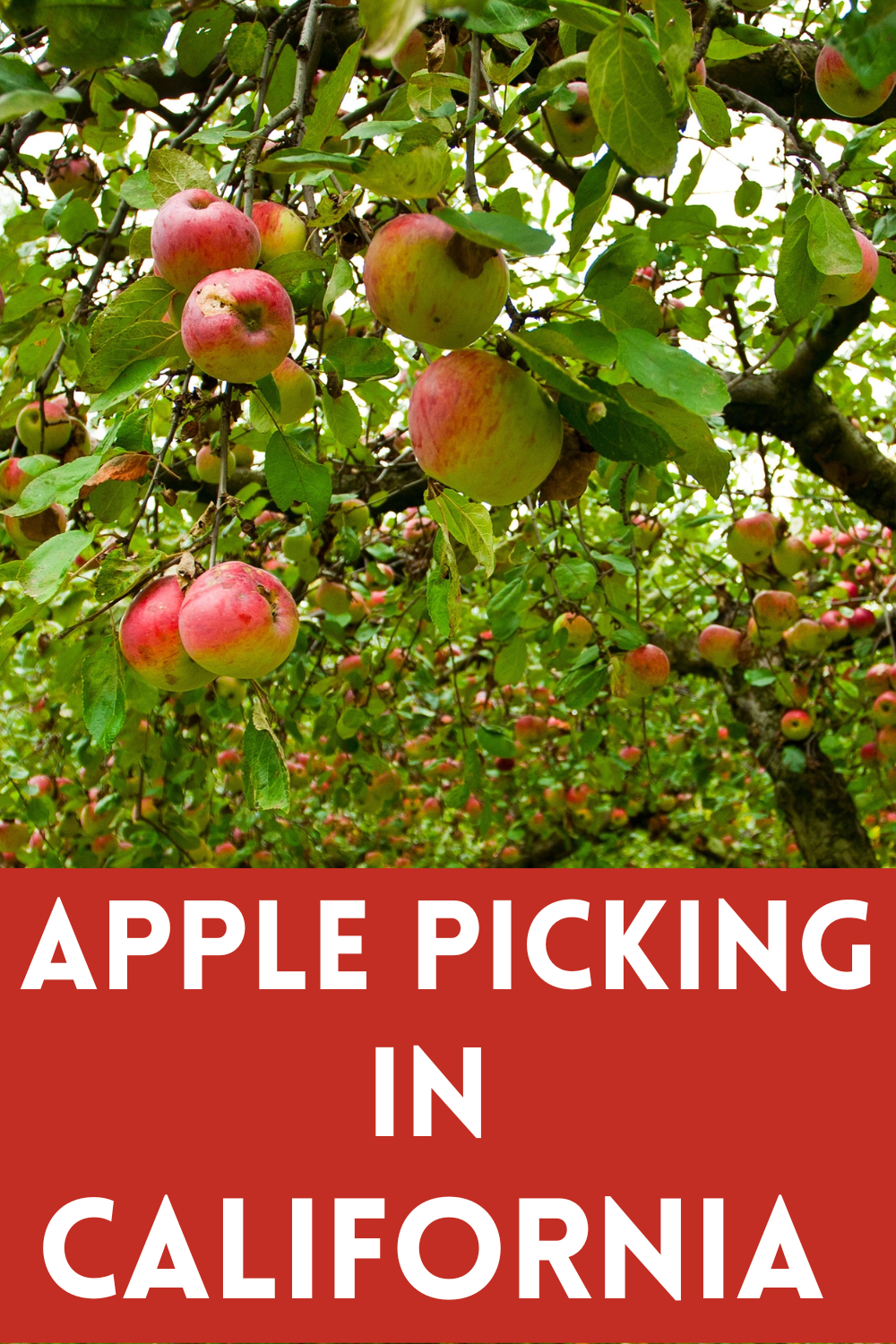 California PYO Apple Picking