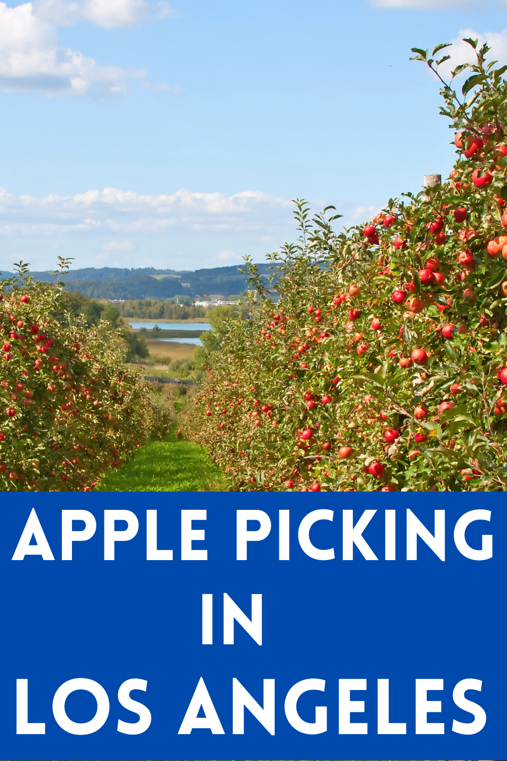 apple picking LA