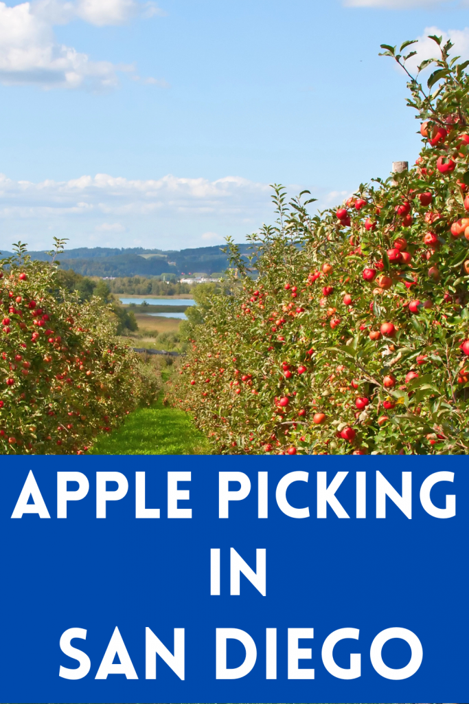 5 Places for the Best Apple Picking in San Diego Days Out On The Farm