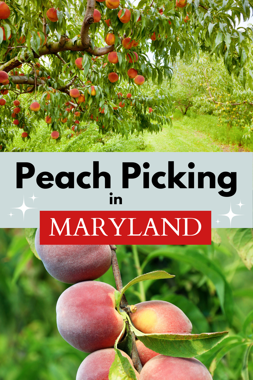 Peach Picking Farms Maryland