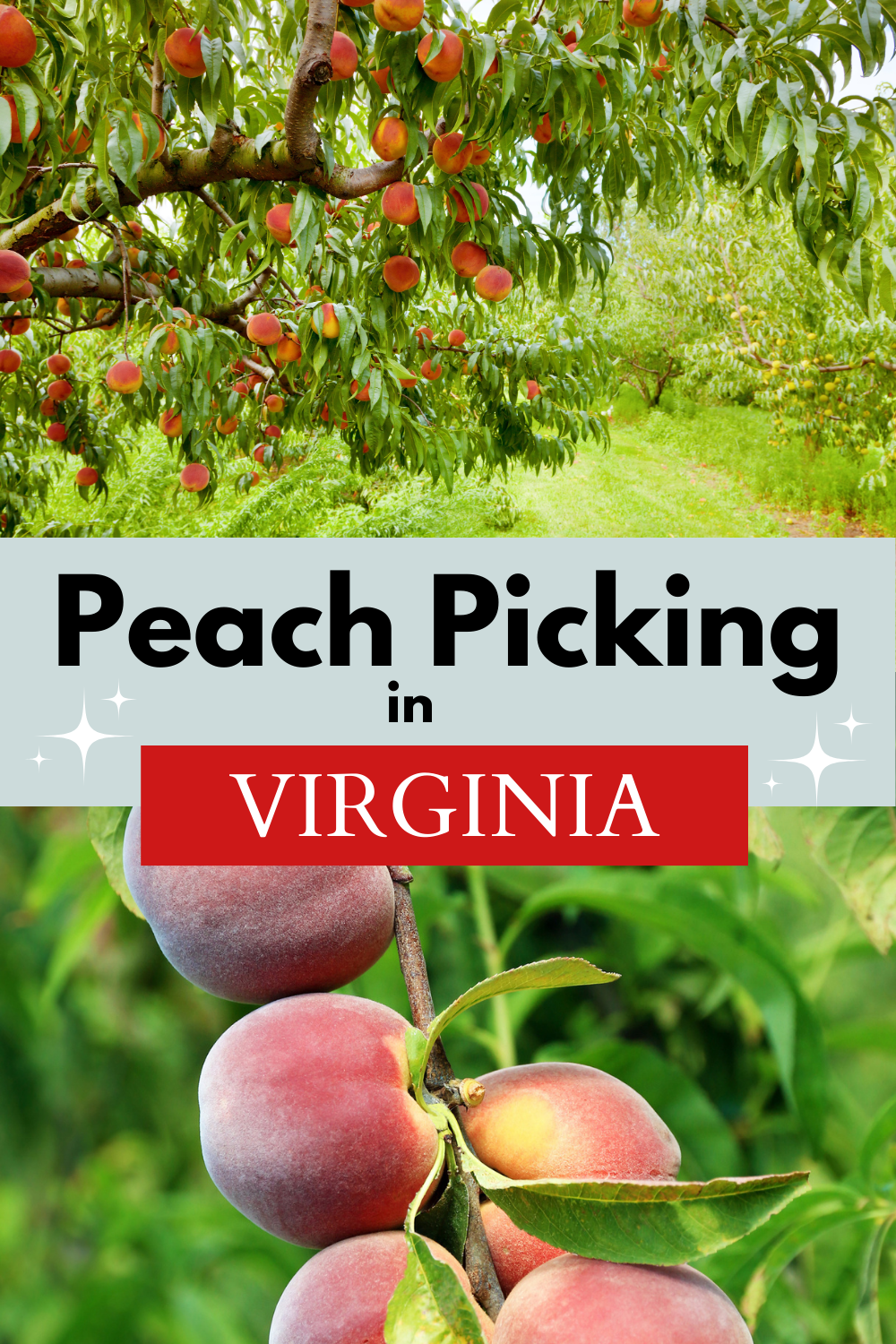 Virginia Peach Picking Farms