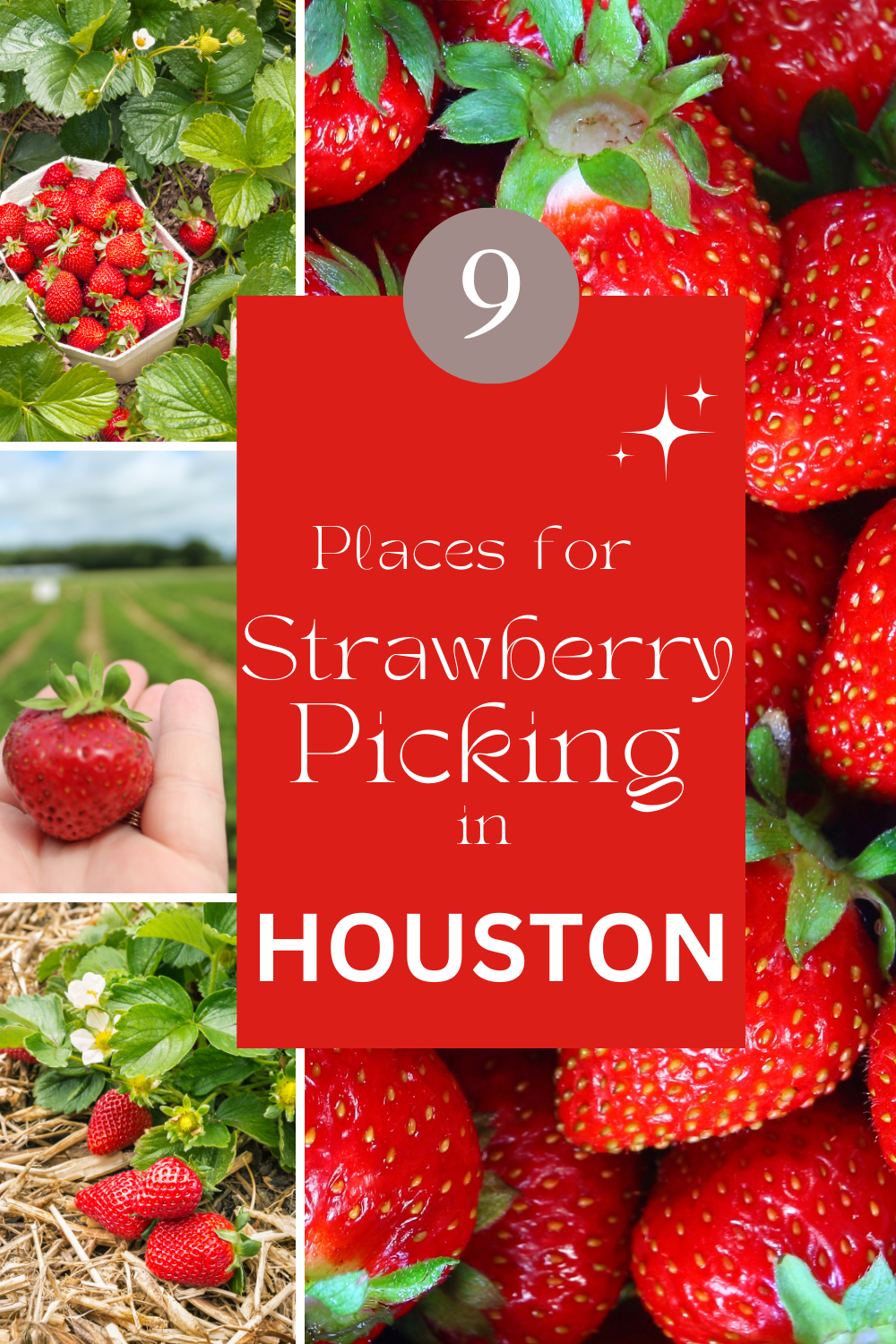 Strawberry Picking Houston