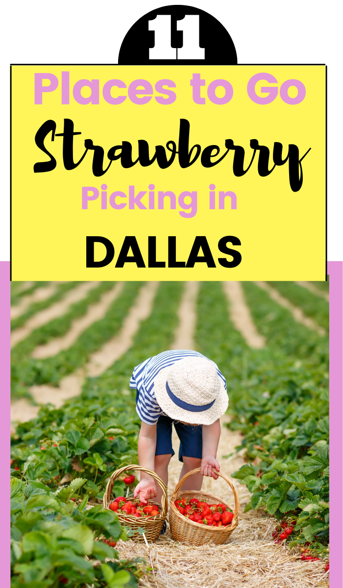 Strawebbery picking Dallas