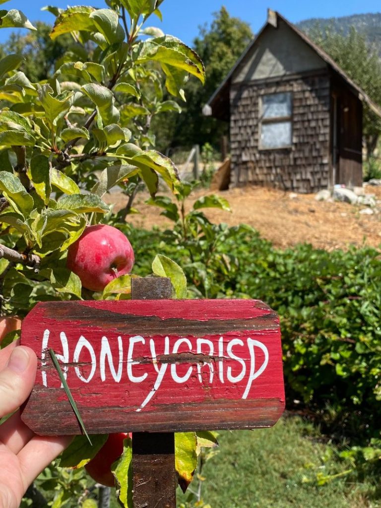 50+ Places for the Best Apple Picking Near Me 2022 Fruit Picking