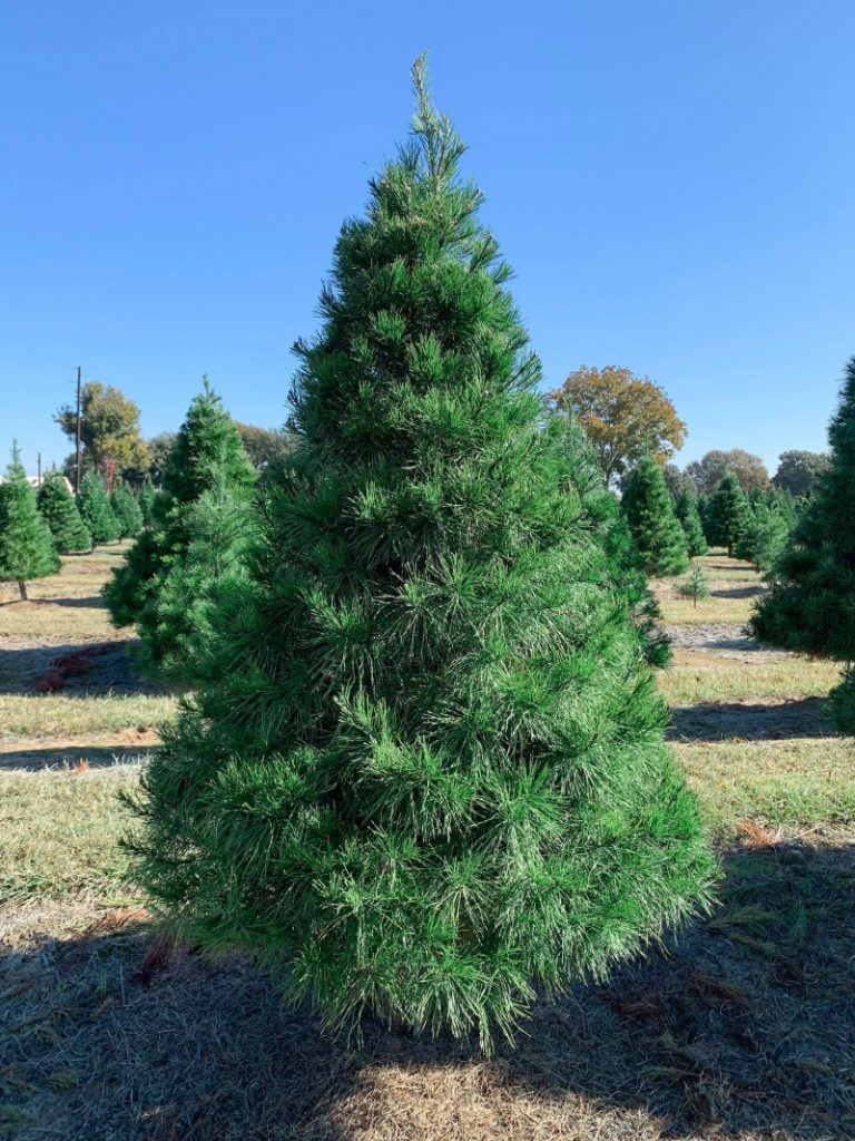 5 Beautiful Christmas Tree Farms in Houston Days Out On The Farm