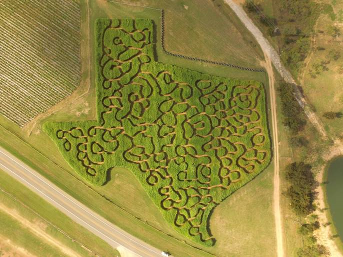 corn maze houston, TX