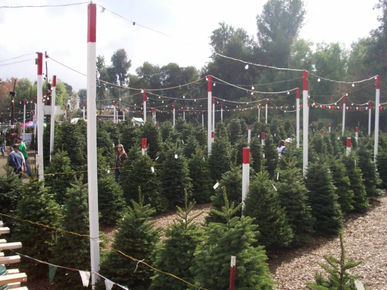 6 Festive and Best Christmas Tree Farms Los Angeles Days Out On The Farm