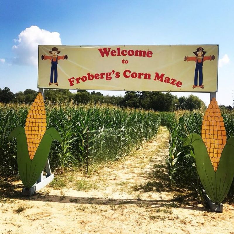 corn mazes