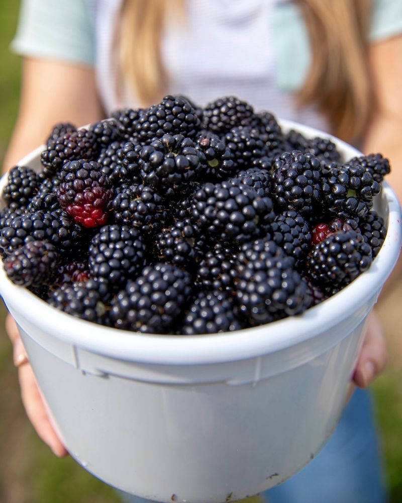 houston blackberry picking