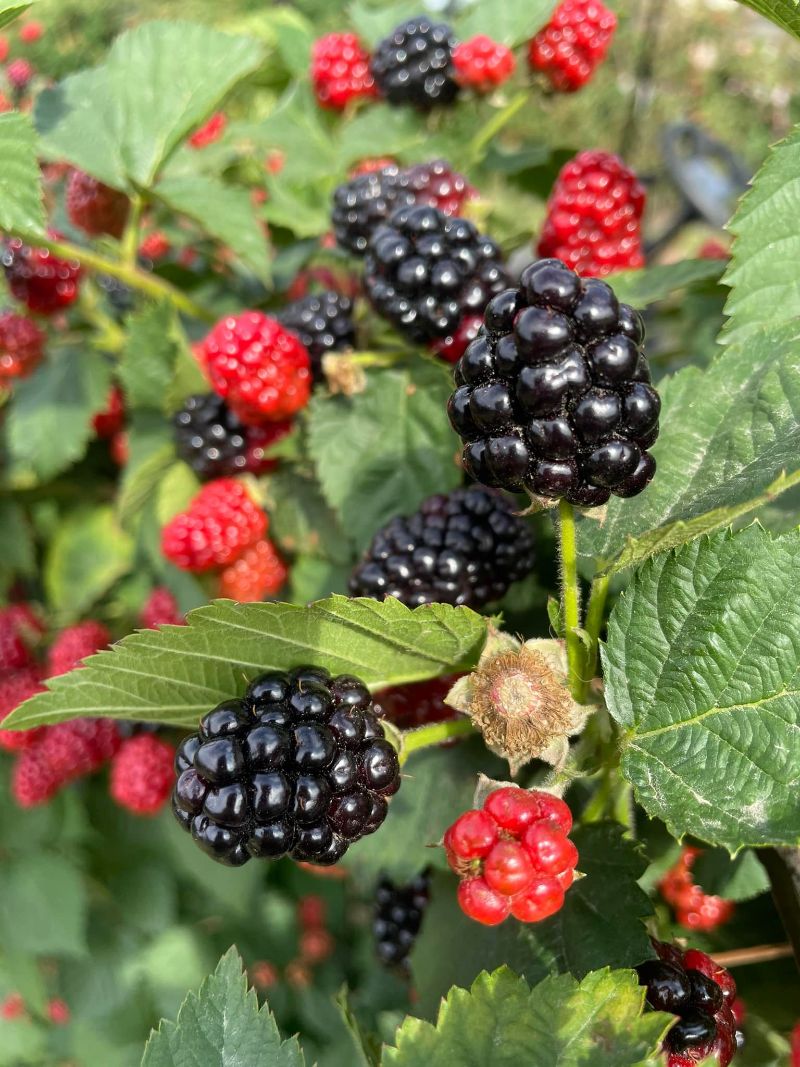 blackberry picking houston