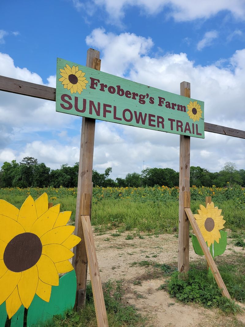 sunflower trail houston, TX