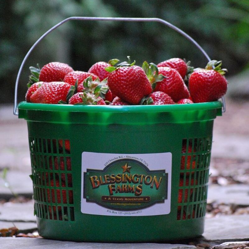 strawberry picking houston