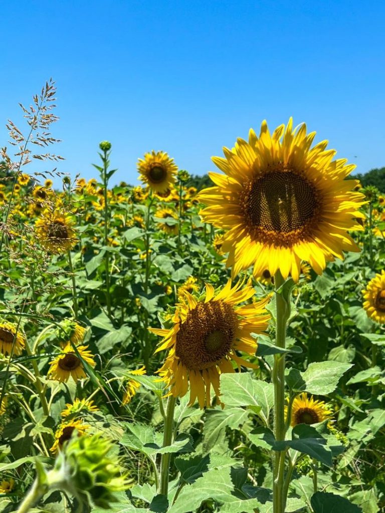 55 Places to Visit a Sunflower Field Near Me Days Out On The Farm