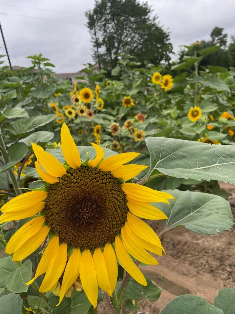 4 Places for the Best Sunflower Fields Houston Days Out On The Farm
