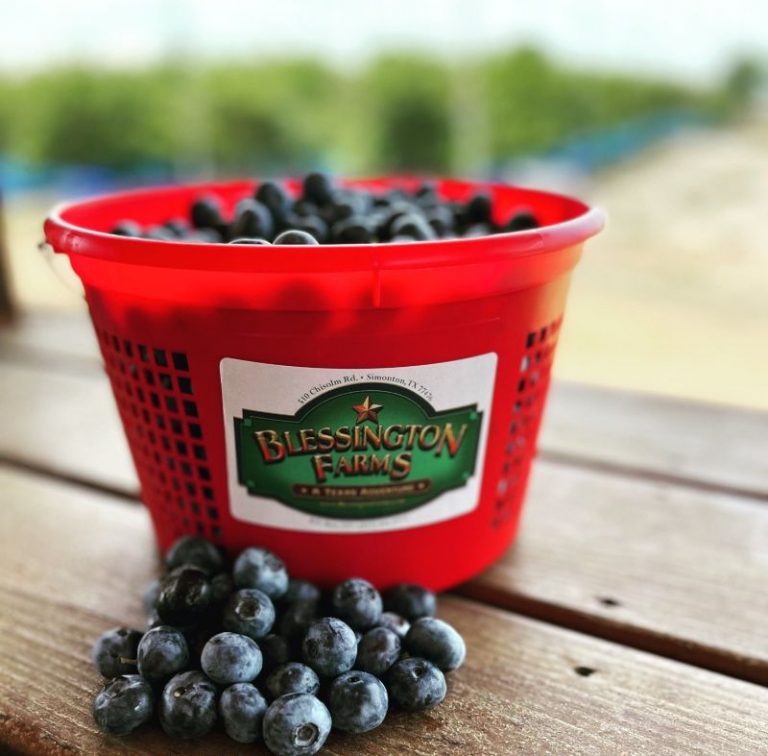 8 Best Fruit Picking Farms in Houston, TX Fruit Picking Farms Near Me