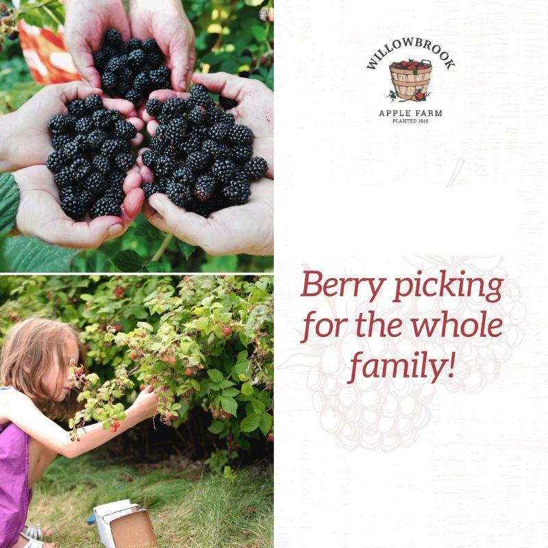 blackberry picking nearby