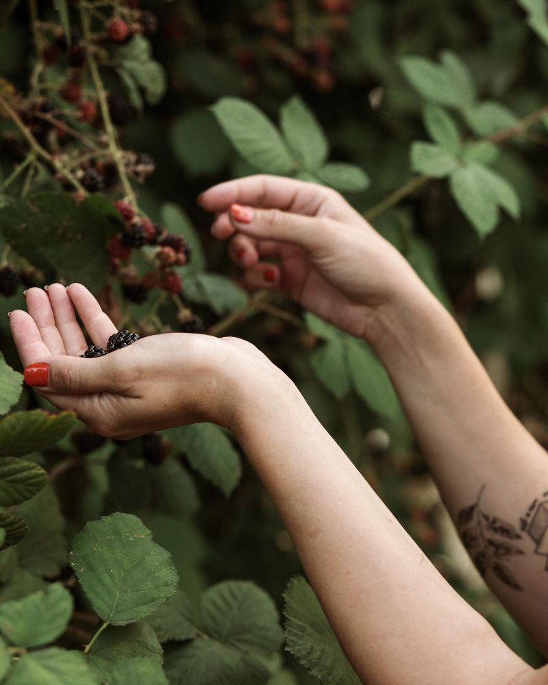blackberry picking LA